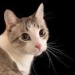 rubie006