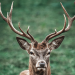 Stag9