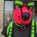 puppie