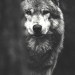 SilverBear