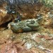 Nemo